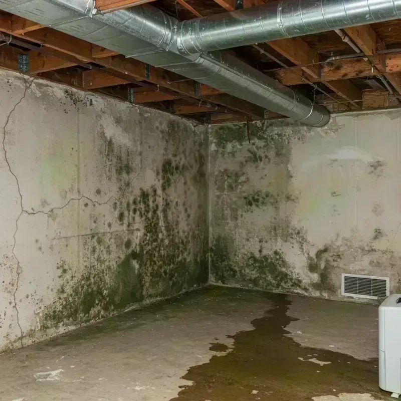 Professional Mold Removal in Stormstown, PA